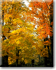 Fall Foliage, New York Foliage